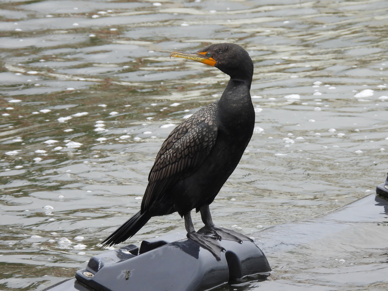 image Double-crested Cormorant